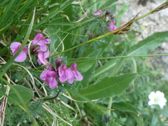 Pedicularis rostratocapitata