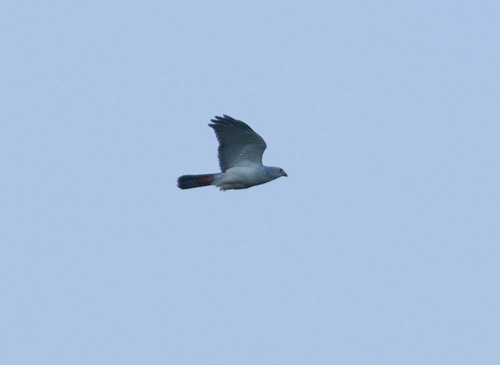 Grey-headed Goshawk (Tachyspiza poliocephala), photo 5