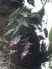 Epidendrum medusae, photograph (c) biped_cub, some rights reserved (CC BY)