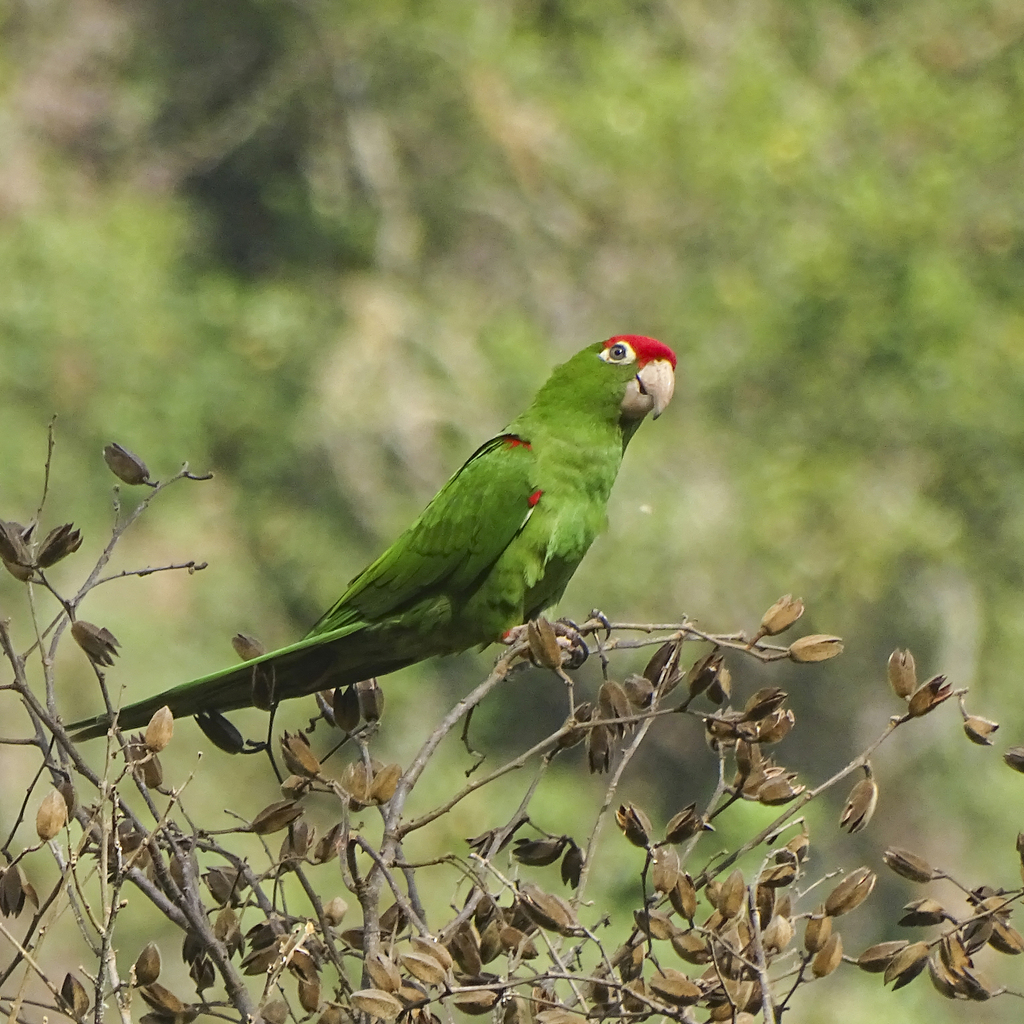 Cordilleran Parakeet photo