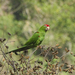 Cordilleran Parakeet - Photo (c) biped_cub, some rights reserved (CC BY-NC), uploaded by biped_cub