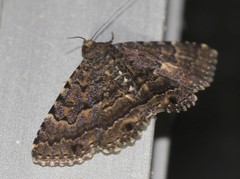 Diatenes aglossoides