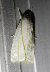 Cryptophasa flavolineata