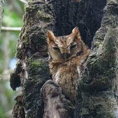 West Peruvian Screech Owl photo 3
