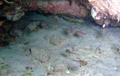 Pempheris multiradiata