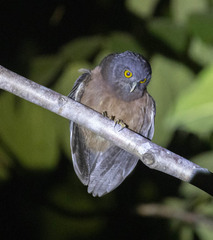 Jungle Boobook photo 3