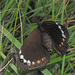 Serradinga bowkeri bowkeri - Photo (c) Felix Riegel, some rights reserved (CC BY-NC), uploaded by Felix Riegel
