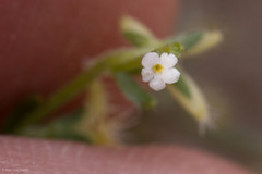 Pectocarya recurvata