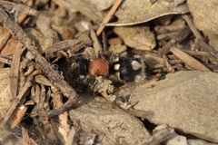 Ronisia barbarula