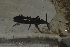 Brentinae