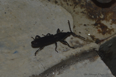 Brentinae