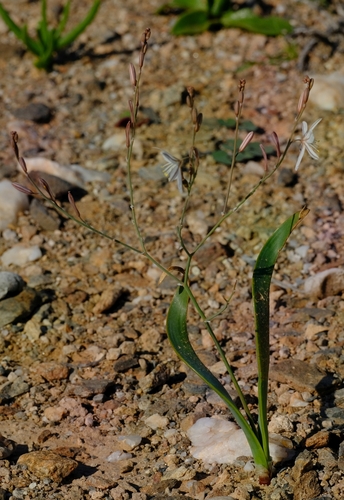 Trachyandra paniculata