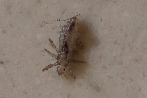 Human Louse photo 4
