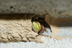 Novaranea queribunda