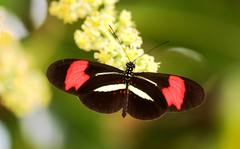 Heliconius erato phyllis
