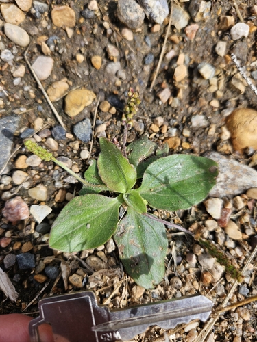 greater plantain