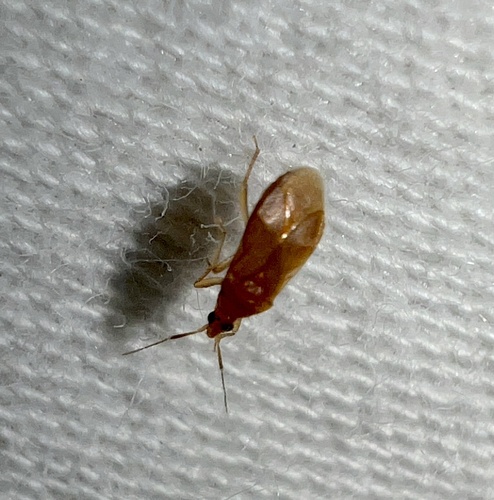 Pale Pirate Bug photo 2