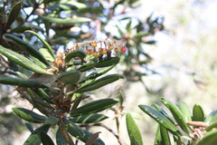 Comarostaphylis diversifolia diversifolia