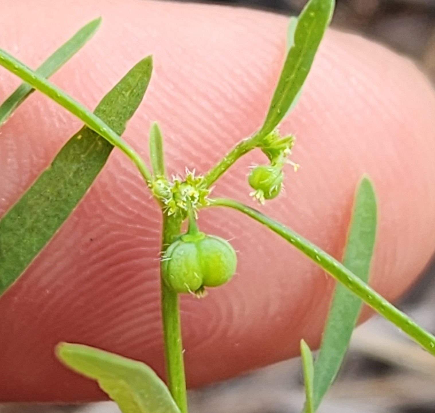 Euphorbia bilobata 4