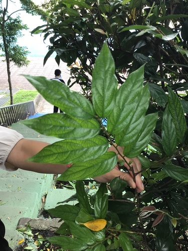 Diospyros eriantha iNat (2)