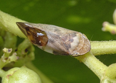 Ptyelinellus praefractus