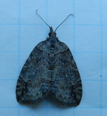 Hydriomena renunciata