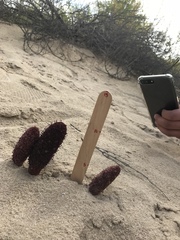 Cynomorium coccineum