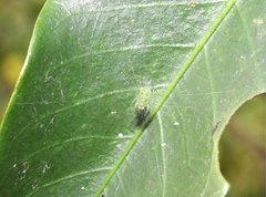 Bijoaraneus mitificus