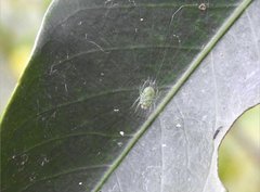 Bijoaraneus mitificus