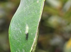 Bijoaraneus mitificus