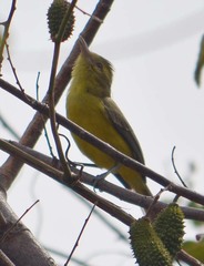 Vireo hypochryseus