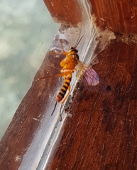 Echthromorpha agrestoria