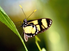 Callithomia lenea methonella