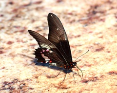 Heraclides anchisiades capys