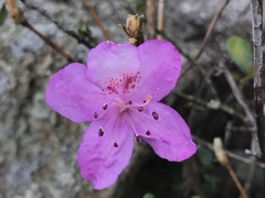 Rhododendron farrerae