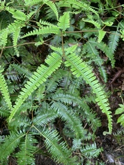 Dicranopteris