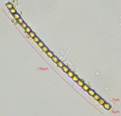 Fragilaria