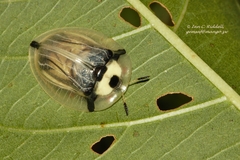 Aspidimorpha angolensis