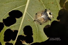 Aspidimorpha angolensis