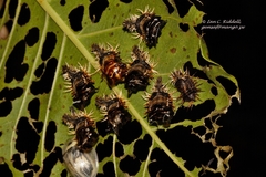 Aspidimorpha angolensis