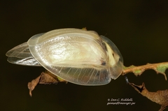 Aspidimorpha angolensis