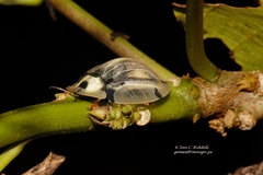 Aspidimorpha angolensis