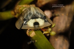 Aspidimorpha angolensis