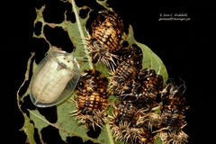 Aspidimorpha angolensis