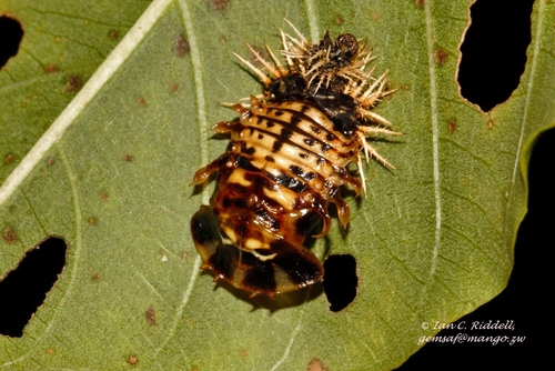 Aspidomorpha angolensis