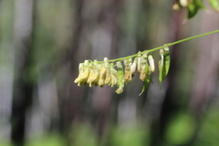 Vicia pisiformis