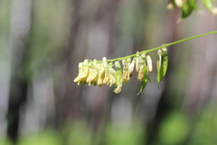 Vicia pisiformis