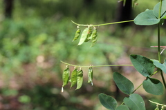 Vicia pisiformis