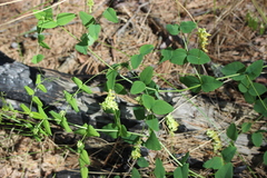 Vicia pisiformis
