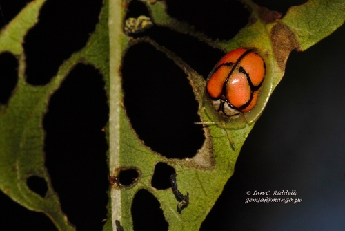 Chiridopsis nigrosepta